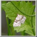 Xanthorhoe montanata - Schwarzbraunbinden-Blattspanner 01.jpg